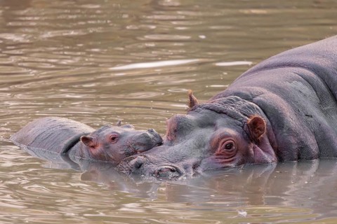 A baby hippopotamus (Hippopotamus amphibius) and its mother resting in a river