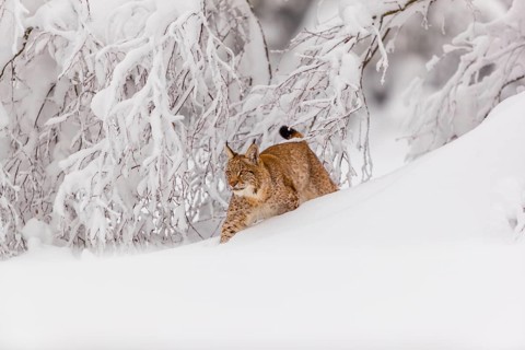 One young male Eurasian lynx, (Lynx lynx), walking through deep snow covered undergrowth in a