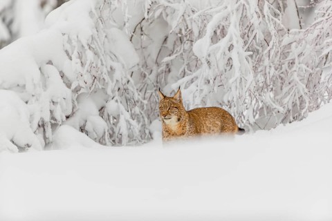 One young male Eurasian lynx, (Lynx lynx), walking through deep snow covered undergrowth in a