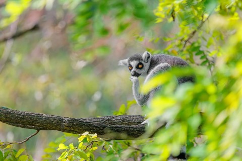 A ring-tailed lemur (Lemur catta) sits high up in a tree on a branch between fresh green leaves