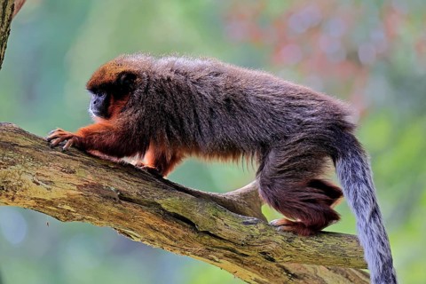Coppery titi (Plecturocebus cupreus, Syn.: Callicebus cupreus), adult, running, tree trunk, South