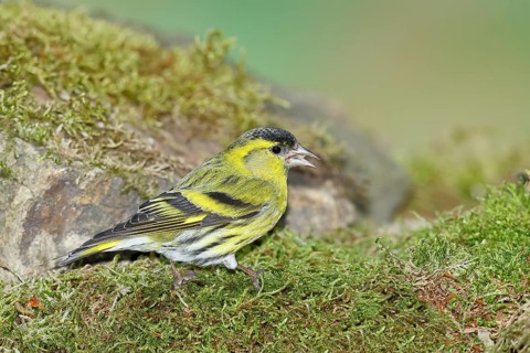 Siskin (Carduelis spinus), male sitting on moss, mossy ground, Wilnsdorf, North Rhine-Westphalia,