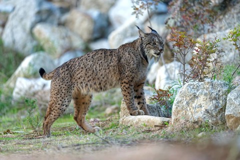 Lynx pardinus, old male, smelling a scent mark, Andalusia Spain