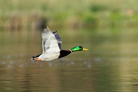Mallard (Anas platyrhynchos), drake in flight, Switzerland, Europe