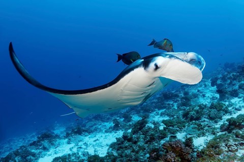 Reef Manta (Manta alfredi), swimming over coral reef above cleaning station, Monk Surgeonfish