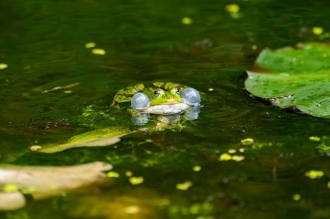 Edible frog (Pelophylax esculentus) in a little lake in the water, Bavaria, Germany, Europe