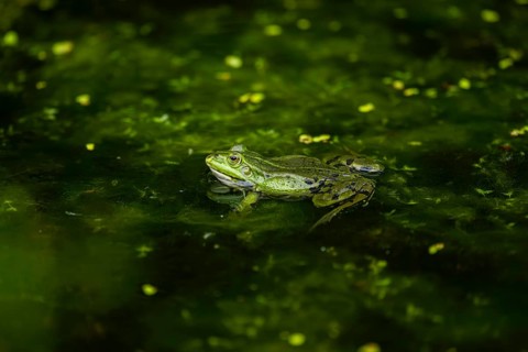 Edible frog (Pelophylax esculentus) in a little lake in the water, Bavaria, Germany, Europe