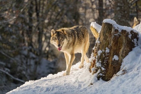 An adult male grey wolf (Canis lupus lupus) runs across the sloping, snow-covered meadow at the