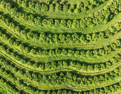 Cultivated orange trees (Citrus sinensis) and network of agricultural roads. Aerial view. Drone