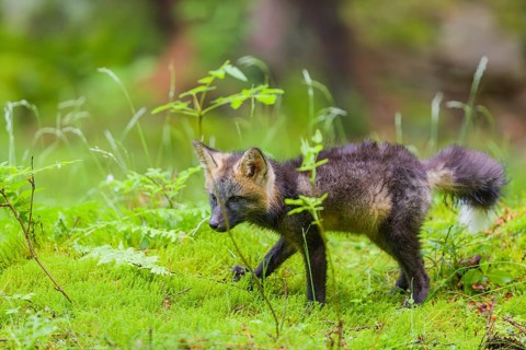 One young silver fox (Vulpes vulpes) exploring the surrounding of its den on the mossy forest floor