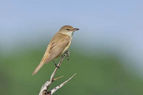 Great Reed Warbler (Acrocephalus arundinaceus) sitting on a twig, singing station, natural habitat,