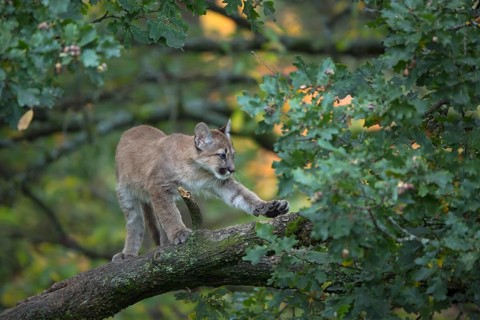 One young cougar, Puma concolor, standing and stretching himself on a big branch high up in an oak
