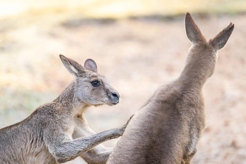 Eastern Gray Kangaroo (Macropus giganteus), two males fighting on a meadow, captive, occurance