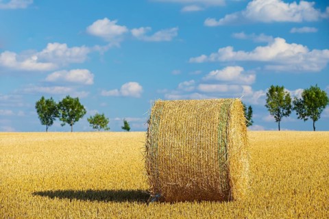 Straw bales on a harvested grain field, stubble field, Nossen, Saxony, Germany, Europe