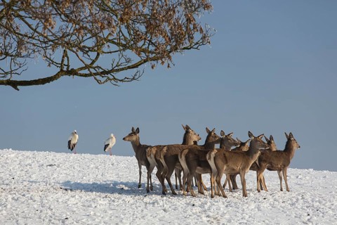 A herd of female red deer standing on a snow covered meadow with two white storks behind them