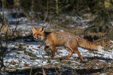 One red fox, Vulpes vulpes, running thru the undergrowth of a forest on a sunny day