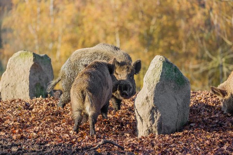 Two wild boar or wild pig (Sus scrofa) fight on an opening