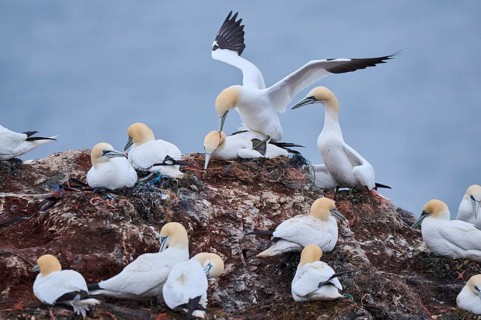 Northern gannet (Morus bassanus) couple pairing, wildlife, Heligoland, Germany, Europe