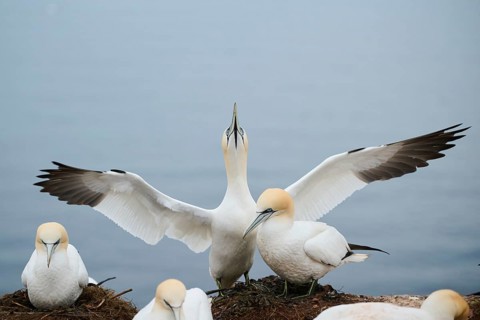 Northern gannet (Morus bassanus) couple, wildlife, Heligoland, Germany, Europe