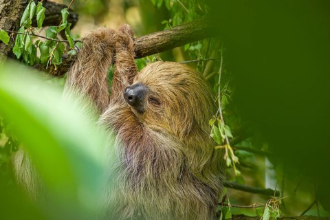 A Linnaeus's two-toed sloth (Choloepus didactylus) hangs down from a branch of a tree