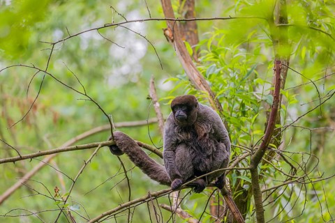 A common woolly monkey, brown woolly monkey, or Humboldt's woolly monkey (Lagothrix lagothricha)
