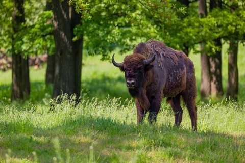 An adult male European bison (Bison bonasus) stands in a forest