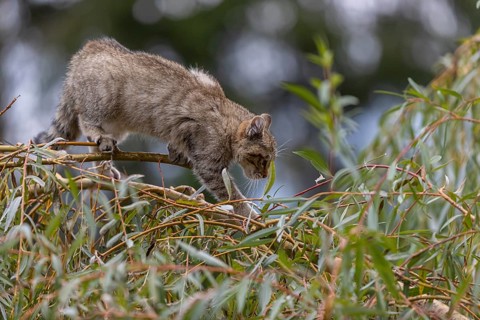One young European wildcat, Felis silvestris silvestris, sitting in a green weeping willow tree.