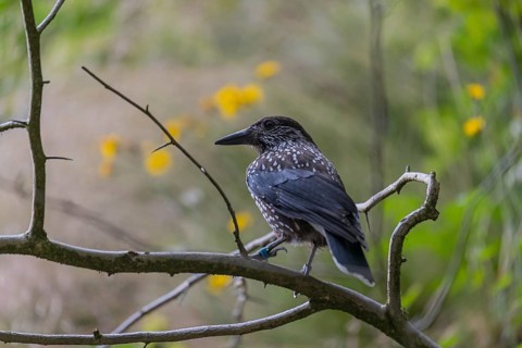 One spotted nutcracker or Eurasian nutcracker (Nucifraga caryocatactes) sitting on a twig. Green