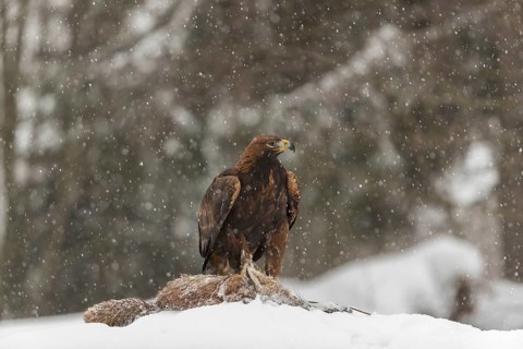 One golden eagle (Aquila chrysaetos) sitting on a carcass of a red fox on a snowy meadow during