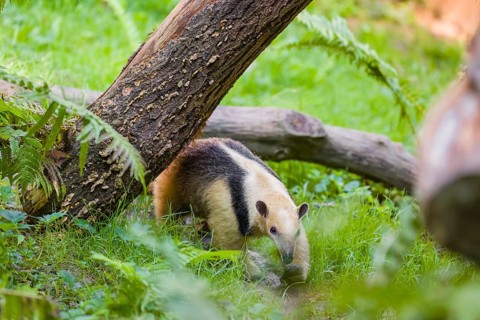 One southern tamandua (Tamandua tetradactyla), walks through dense undergrowth of a forest