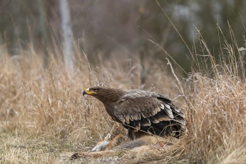 One steppe eagle, Aquila nipalensis, feeding on a carcass of a red fox. Trees and grass in the