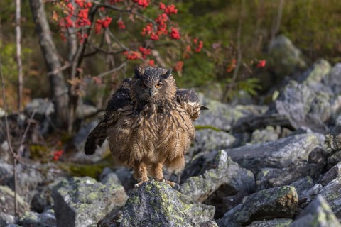 One Eurasian Eagle Owl, Bubo bubo, sitting on grey rocks, a bush with red berries in the background