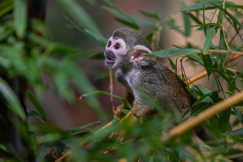One baby Central American squirrel monkey, Saimiri oerstedii, climbing through bushes. Green