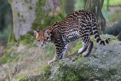 One female Ocelot, Leopardus pardalis, standing on a rock with green vegetation in the background