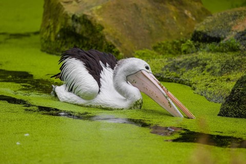 An Australian pelican (Pelecanus conspicillatus) swims in a duckweed-covered pond and fishes for