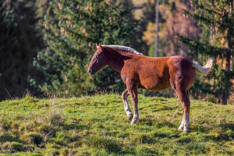 A chestnut colored Noriker horse or Norico-Pinzgauer stands on a sunny paddock