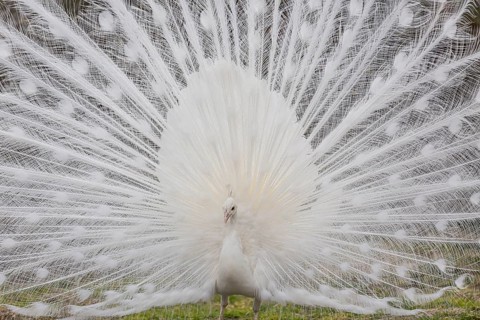 Male White Peafowl (Pavo cristatus mut. alba) displaying