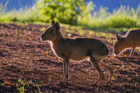 One Patagonian mara (Dolichotis patagonum) stands on a meadow in strong backlight and shows a