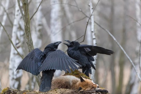 Two common raven (Corvus corax), fighting and feeding on the carcass of a red fox lying on stones