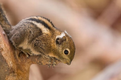 One Swinhoe's striped squirrel, Tamiops swinhoei, sitting on a branch in a forest