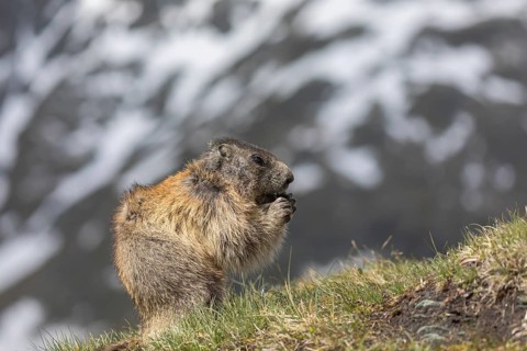 One Alpine Marmot, Marmota marmota, sittiong on green grass, mountains in the distant background