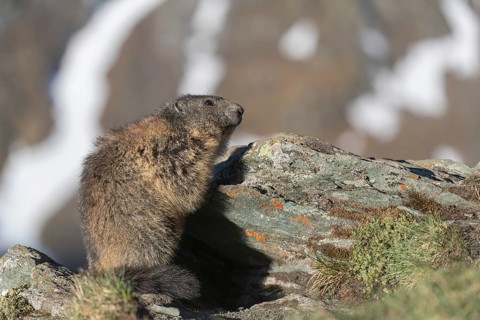 One Alpine Marmot, Marmota marmota, standing on a rock with snowy mountains in the distant