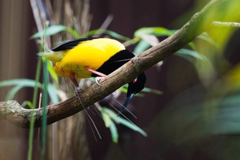 Twelve-wired bird-of-paradise (Seleucidis melanoleucus) adult male perched on a branch, displaying,