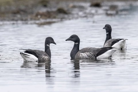 Brent geese (Branta bernicla), Amrum, Schleswig-Holstein, Germany, Europe