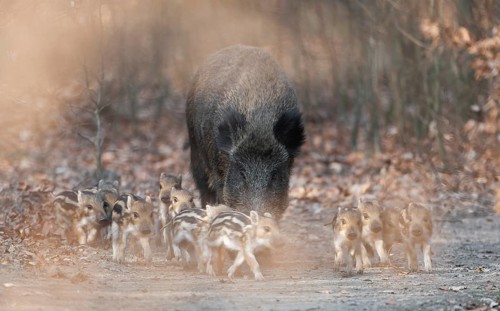 Wild boar, wild boar (Sus scrofa), a wild boar with young boars running along a forest path,