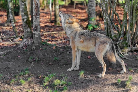 A female grey wolf (Canis lupus lupus) stands howling in a forest on a sunny day