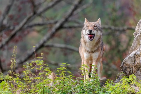 A female grey wolf (Canis lupus lupus) stands on a lying tree trunk in next to a rock on the top of