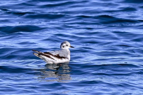Little gull (Hydrocoloeus minutus, Larus minutus) in first-winter plumage swimming along the North