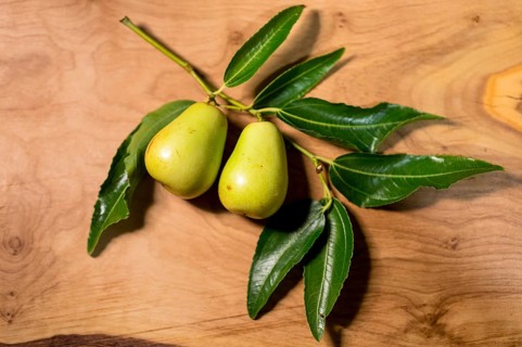 Chinese jujube (Ziziphus jujuba) on a branch, still green, still life