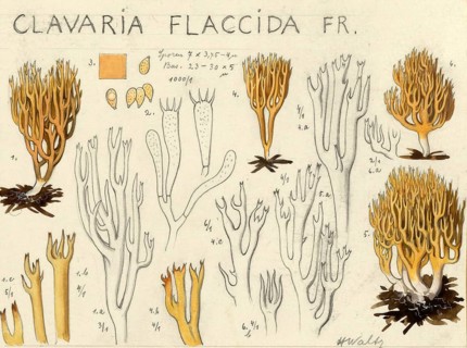 Mushroom, Mushrooms, Ramaria flaccida, Ramaria flaccida coral, Non-staining spruce coral,
